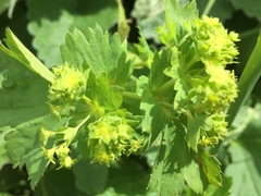 Alchemilla caucasica