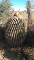 Ferocactus wislizeni