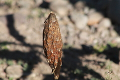 Podaxis