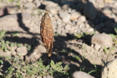 Podaxis