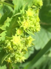 Alchemilla caucasica