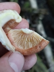 Lactarius chrysorrheus