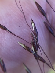 Sporobolus osceolensis