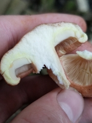 Lactarius chrysorrheus