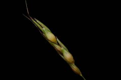 Sorghum × drummondii