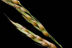 Sorghum × drummondii