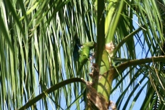 Brotogeris cyanoptera