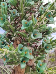 Puya alpestris