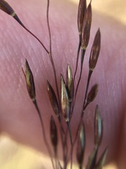 Sporobolus osceolensis