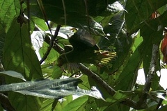 Brotogeris cyanoptera