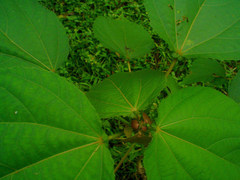 Heliocarpus appendiculatus