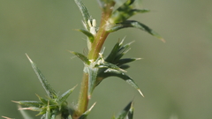 Salsola tragus