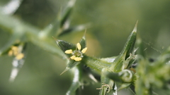 Salsola tragus