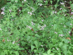 Fleischmannia incarnata