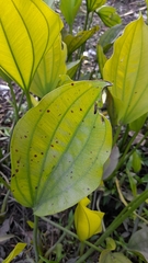 Echinodorus grandiflorus