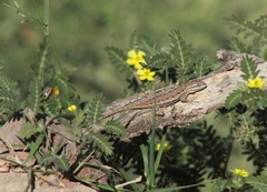 Sceloporus edbelli