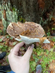 Jahnoporus
