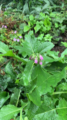 Symphytum officinale