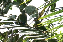 Brotogeris cyanoptera