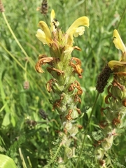 Pedicularis sibthorpii