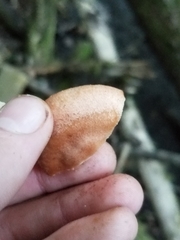 Lactarius chrysorrheus