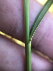 Sporobolus osceolensis