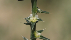 Salsola tragus