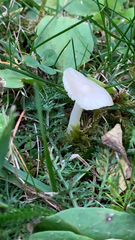 Cuphophyllus virgineus