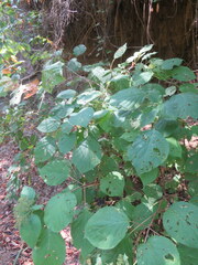 Hydrangea arborescens