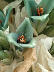 Puya alpestris