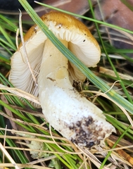 Limacella
