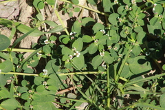 Euphorbia albomarginata