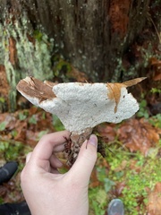 Jahnoporus