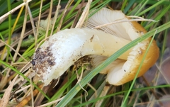 Limacella