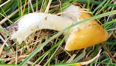 Limacella