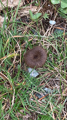 Pseudoclitocybe cyathiformis