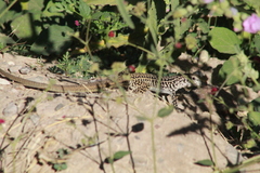 Aspidoscelis tesselatus