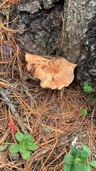 Lactarius xanthogalactus