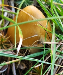 Limacella