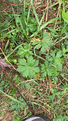 Geranium sylvaticum