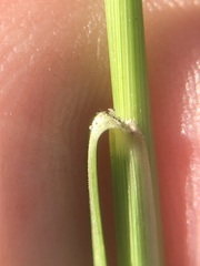 Sporobolus osceolensis