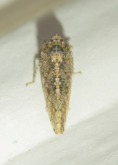 Paraphlepsius