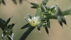 Salsola tragus