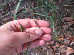 Paspalum pubiflorum