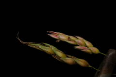 Sorghum
