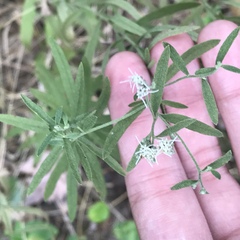 Eupatorium torreyanum