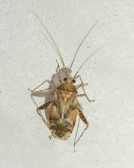 Phytocoris breviusculus
