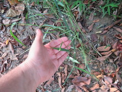 Paspalum pubiflorum