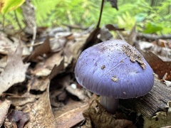Cortinarius iodes