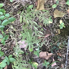 Eupatorium torreyanum